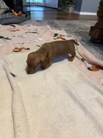Copper, a male Miniature Dachshund for sale in Springfield, MO – 4 of 6