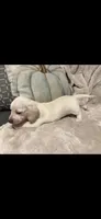 Snow, a female Miniature Dachshund for sale in Springfield, MO – 3 of 6