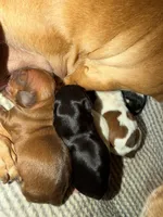 Copper, a male Miniature Dachshund for sale in Springfield, MO – 6 of 6