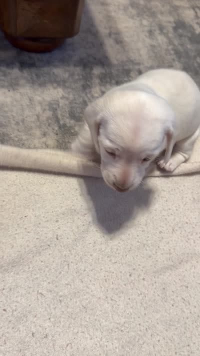 Snow, a female Miniature Dachshund for sale in Springfield, MO – 6 of 6
