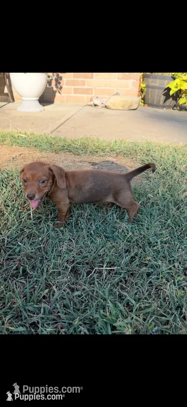 Copper – Miniature Dachshund puppy for sale in Springfield, MO