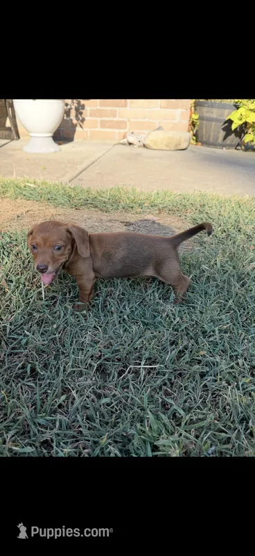 Copper – Miniature Dachshund puppy for sale in Springfield, MO