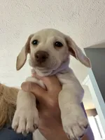 Angel, a female Miniature Dachshund for sale in Springfield, MO – 9 of 9