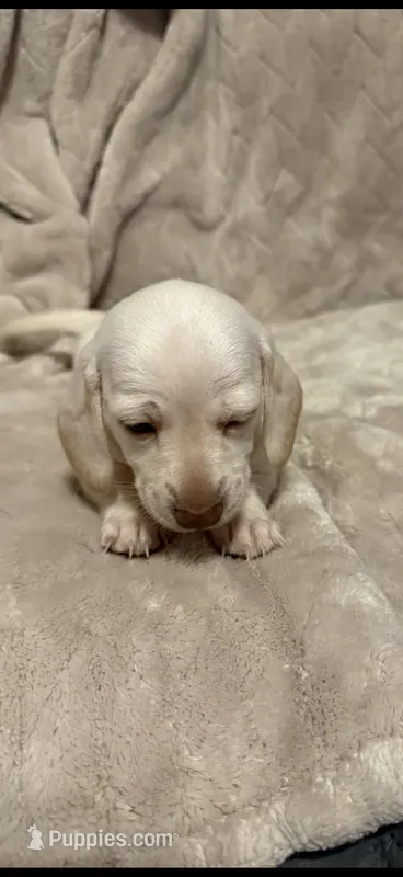 Snow – Miniature Dachshund puppy for sale in Springfield, MO