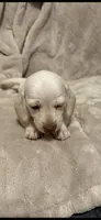 Snow, a female Miniature Dachshund for sale in Springfield, MO – 1 of 6