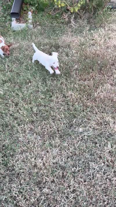 Angel, a female Miniature Dachshund for sale in Springfield, MO – 8 of 9