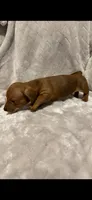 Copper, a male Miniature Dachshund for sale in Springfield, MO – 2 of 6