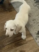 Angel, a female Miniature Dachshund for sale in Springfield, MO – 2 of 9