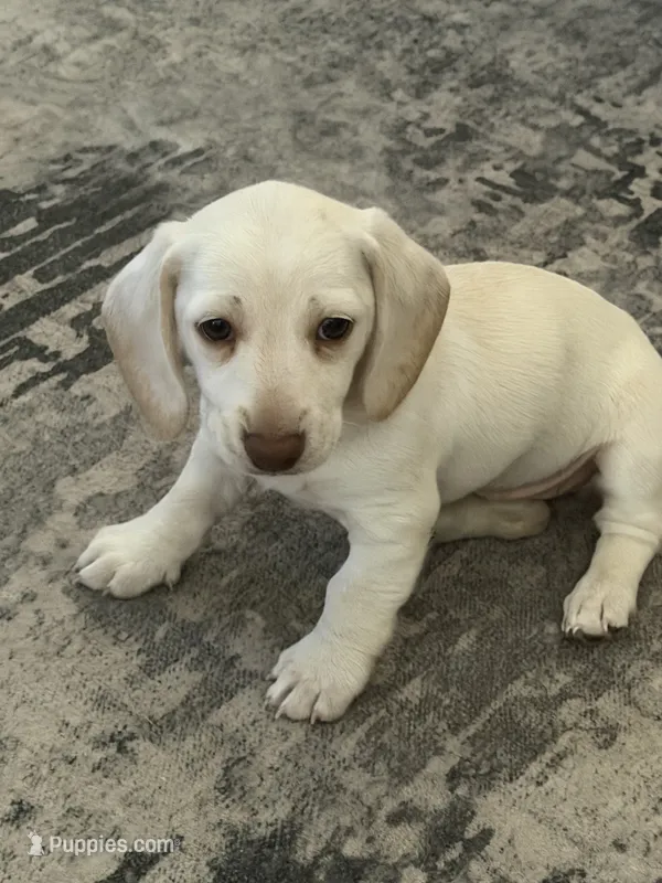 Angel – Miniature Dachshund puppy for sale in Springfield, MO