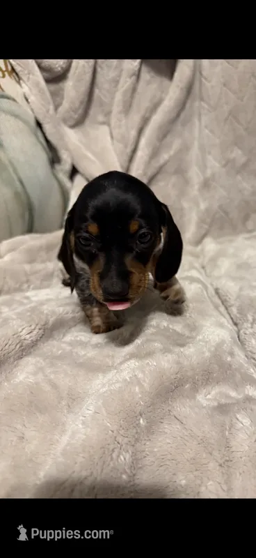 Charlie – Miniature Dachshund puppy for sale in Springfield, MO