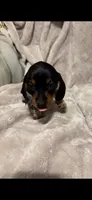 Charlie, a male Miniature Dachshund for sale in Springfield, MO – 1 of 6