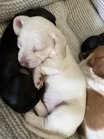Snow, a female Miniature Dachshund for sale in Springfield, MO – 4 of 6