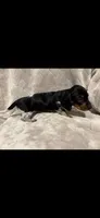 Charlie, a male Miniature Dachshund for sale in Springfield, MO – 2 of 6