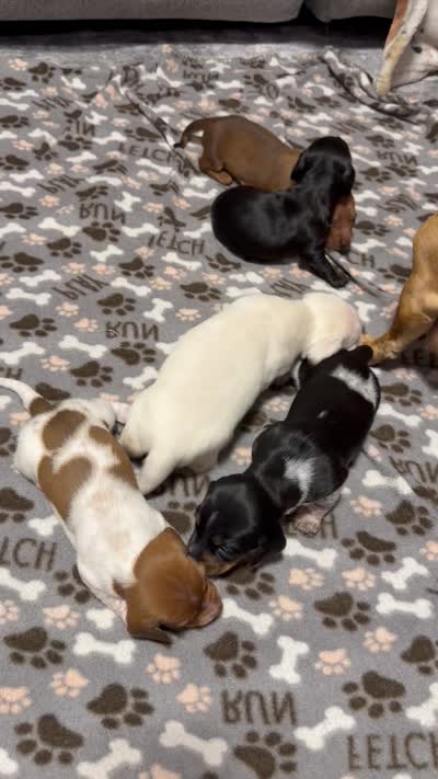 Snow, a female Miniature Dachshund for sale in Springfield, MO – 5 of 6