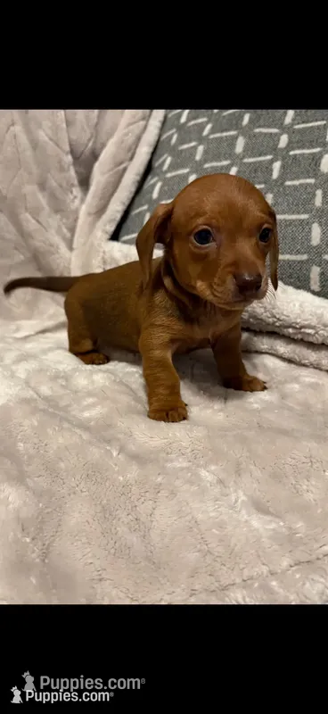 Copper – Miniature Dachshund puppy for sale in Springfield, MO