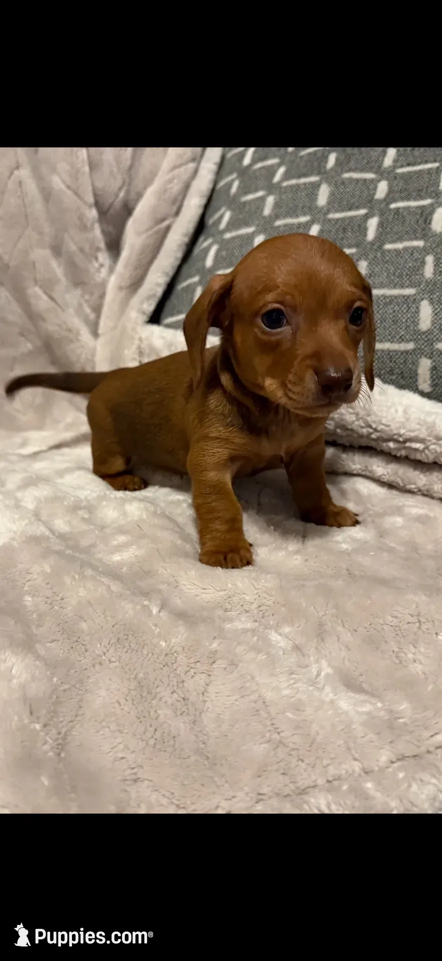 Copper, a male Miniature Dachshund for sale in Springfield, MO – 1 of 6