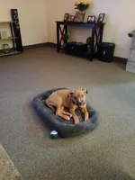 Junior , a male Black Mouth Cur for sale in Attleboro, MA – Photo 1 of 2