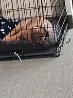 Junior , a male Black Mouth Cur for sale in Attleboro, MA – Photo 2 of 2