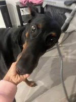 Bree Knox, a female Doberman Pinscher for sale in Dallas, TX – Photo 5 of 7