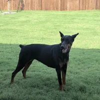 AKC Knox, a female Doberman Pinscher for sale in Dallas, TX – Photo 4 of 5
