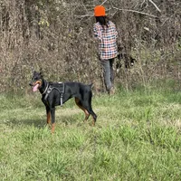 AKC Knox, a female Doberman Pinscher for sale in Dallas, TX – Photo 3 of 5