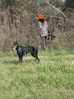 Bree Knox, a female Doberman Pinscher for sale in Dallas, TX – Photo 4 of 7
