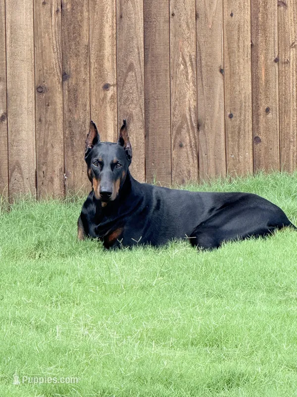 Bree Knox, a female Doberman Pinscher for sale in Dallas, TX – Photo 1 of 7