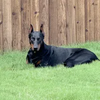 AKC Knox, a female Doberman Pinscher for sale in Dallas, TX – Photo 1 of 5