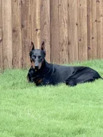 Bree Knox, a female Doberman Pinscher for sale in Dallas, TX – Photo 1 of 7