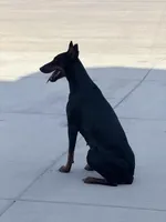 Bree Knox, a female Doberman Pinscher for sale in Dallas, TX – Photo 7 of 7