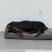 AKC Knox, a female Doberman Pinscher for sale in Dallas, TX – Photo 2 of 5