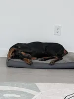 Bree Knox, a female Doberman Pinscher for sale in Dallas, TX – Photo 2 of 7