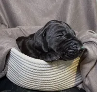 Mal, a female Great Dane for sale in Gastonia, NC – 2 of 4