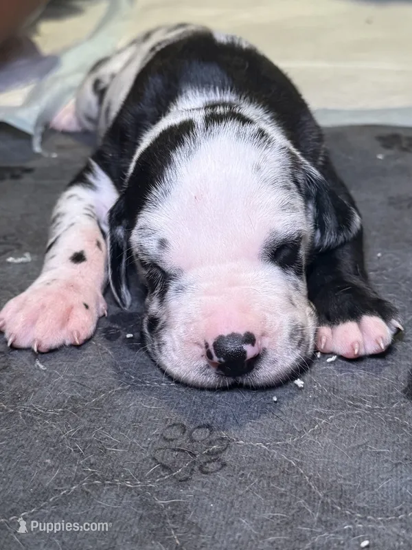 Jack – Great Dane puppy for sale in Gastonia, NC