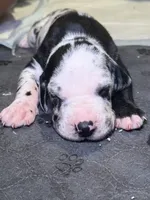 Jack, a male Great Dane for sale in Gastonia, NC – 1 of 4