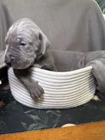 Bluey, a male Great Dane for sale in Gastonia, NC – 3 of 4