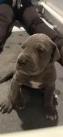 Bluey, a male Great Dane for sale in Gastonia, NC – 2 of 4