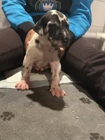 Cutie Pie, a female Great Dane for sale in Gastonia, NC – 3 of 4