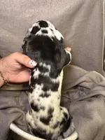 Jack, a male Great Dane for sale in Gastonia, NC – 3 of 4