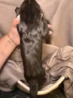 Mal, a female Great Dane for sale in Gastonia, NC – 4 of 4