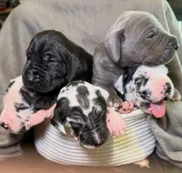 Cutie Pie, a female Great Dane for sale in Gastonia, NC – 4 of 4