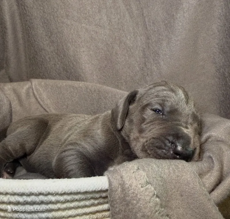 Bluey – Great Dane puppy for sale in Gastonia, NC