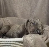 Bluey, a male Great Dane for sale in Gastonia, NC – 1 of 4