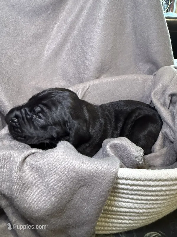 Mal – Great Dane puppy for sale in Gastonia, NC