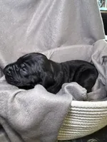 Mal, a female Great Dane for sale in Gastonia, NC – 1 of 4