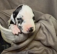 Jack, a male Great Dane for sale in Gastonia, NC – 2 of 4