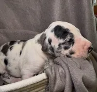 Tucker, a male Great Dane for sale in Gastonia, NC – 2 of 4