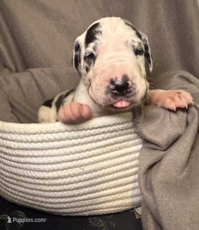 Tucker – Great Dane puppy for sale in Gastonia, NC
