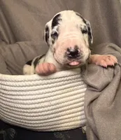 Tucker, a male Great Dane for sale in Gastonia, NC – 1 of 4