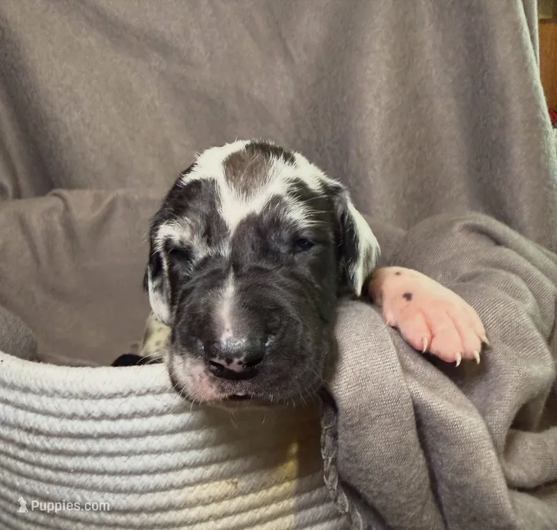 Cutie Pie – Great Dane puppy for sale in Gastonia, NC